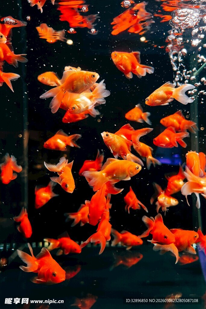 金鱼群游于绚丽水族箱中