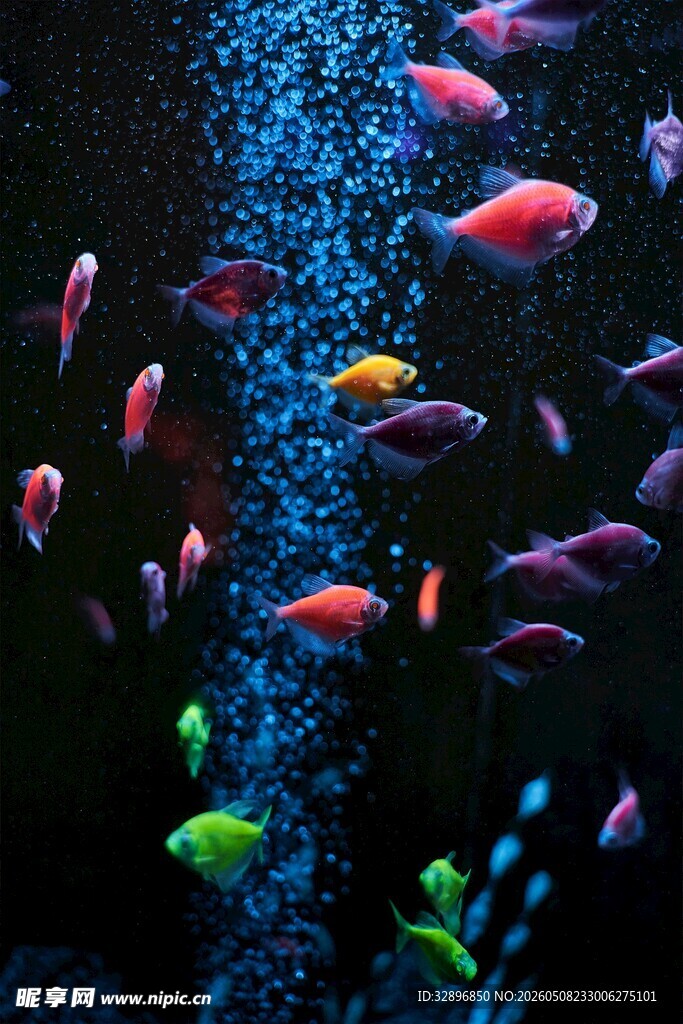 缤纷海洋小鱼群游景象