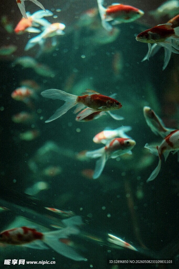 灵动金鱼在水中畅游