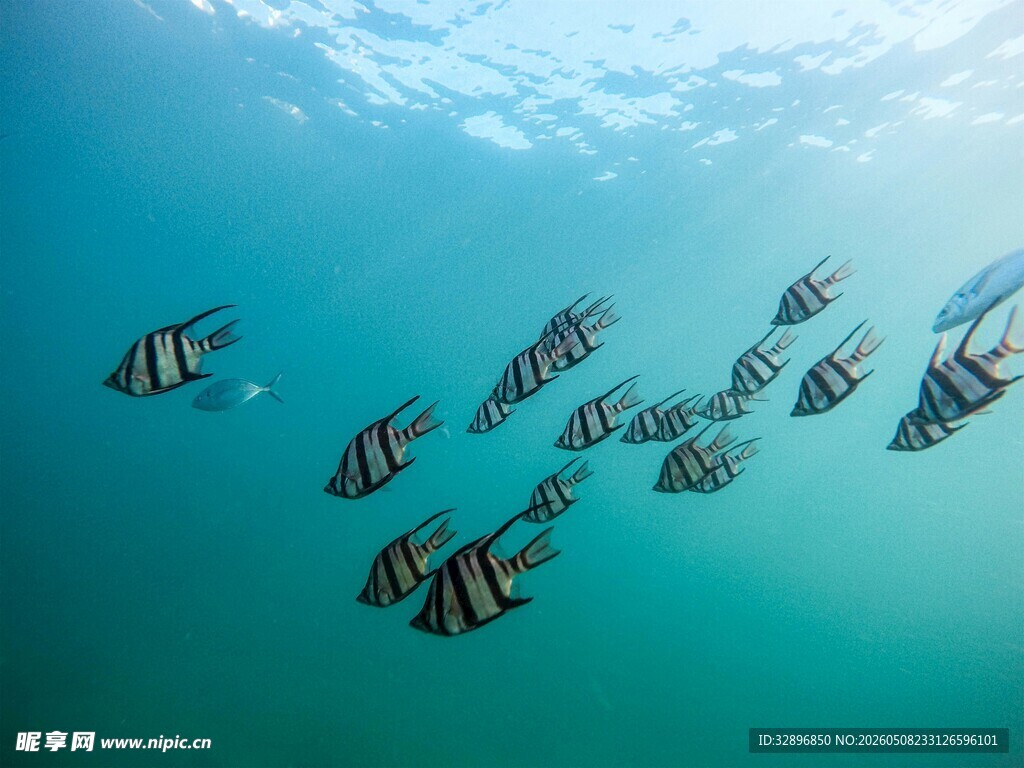 海中游弋的条纹鱼群