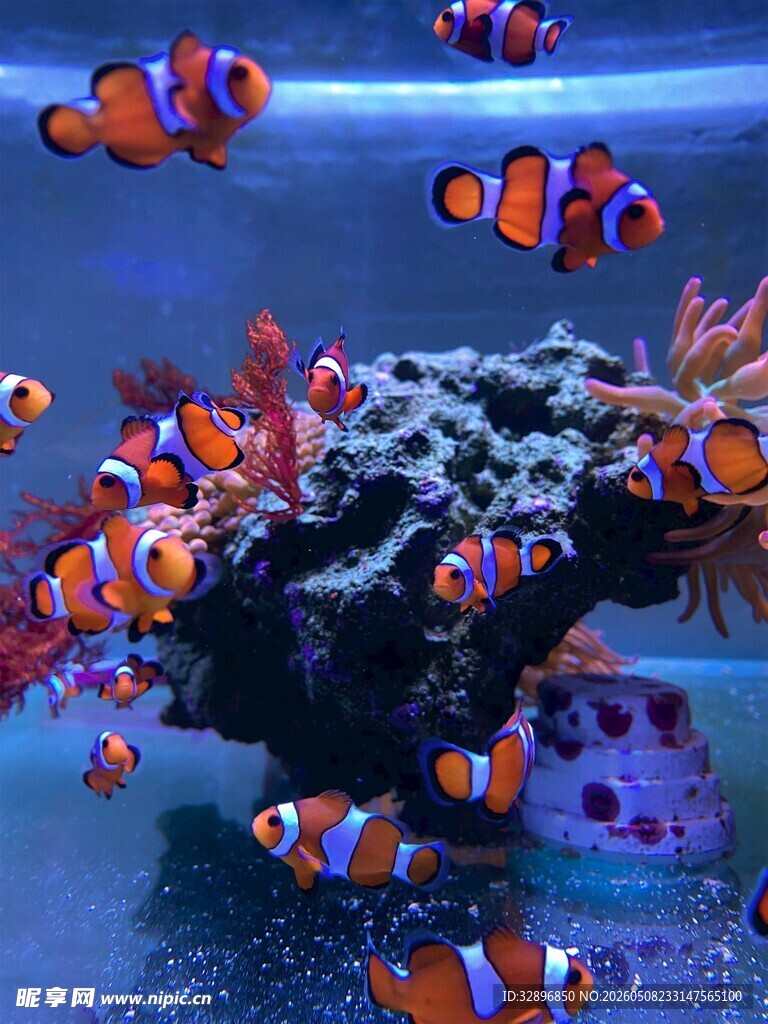 缤纷小丑鱼在珊瑚间嬉戏