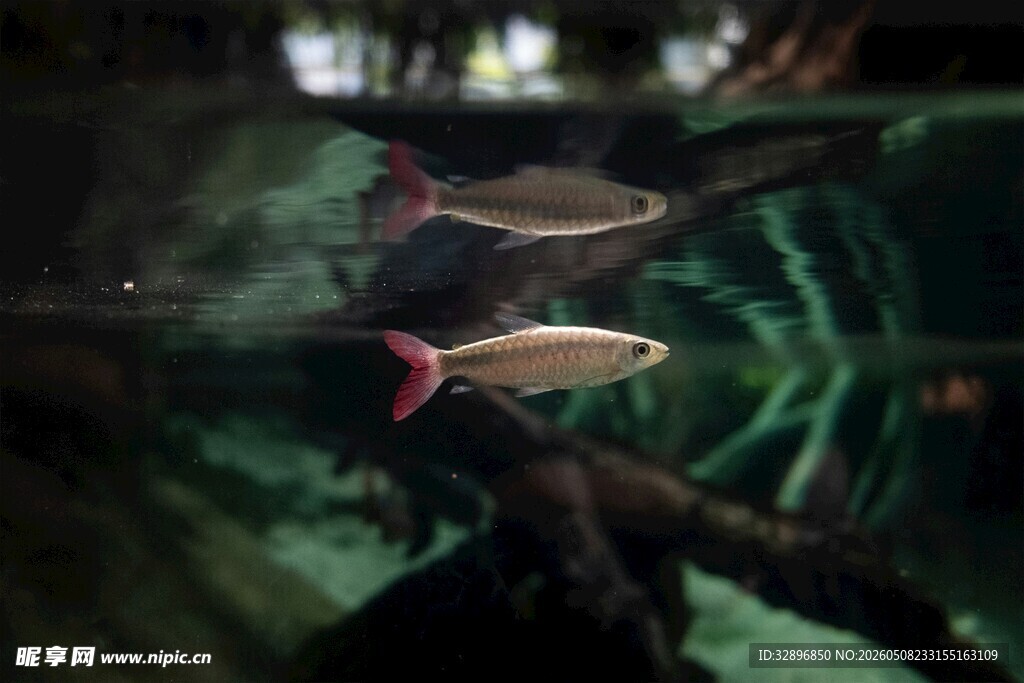水族箱中的灵动观赏鱼