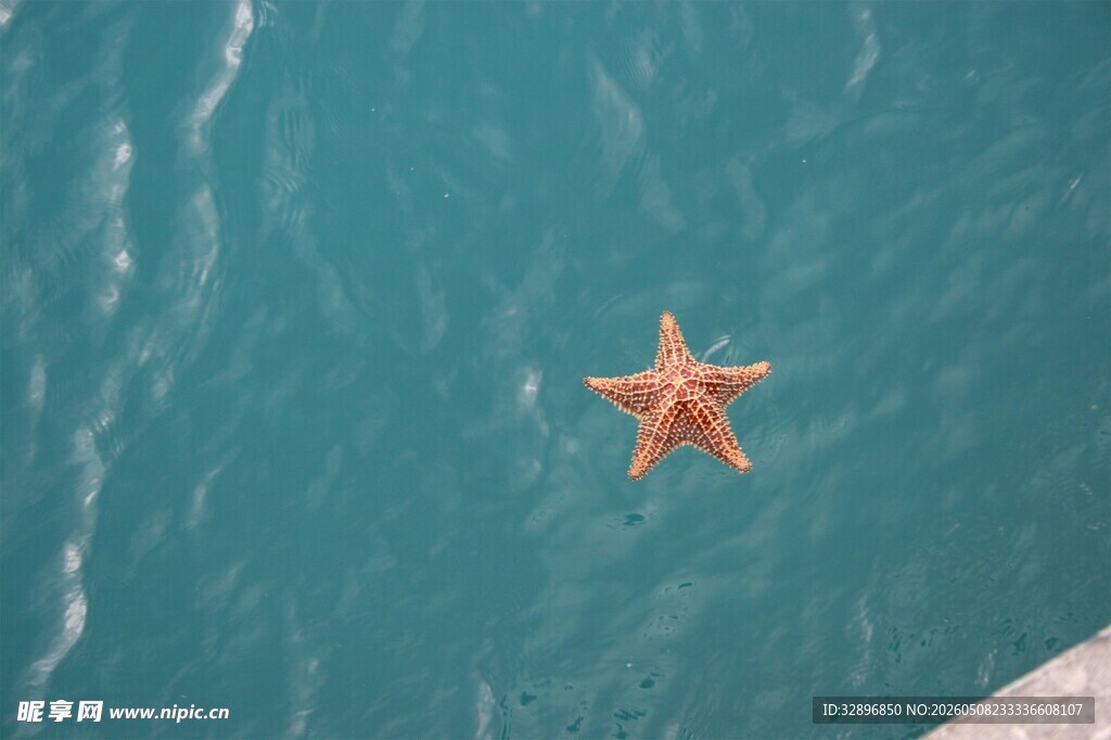 海面上的橙色海星