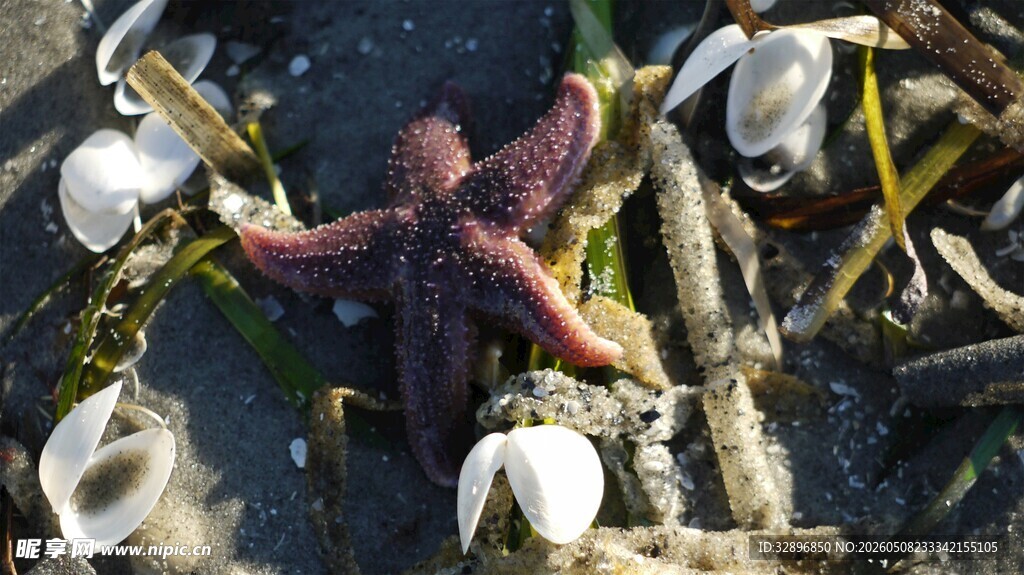 海滩上的海星与贝壳等物