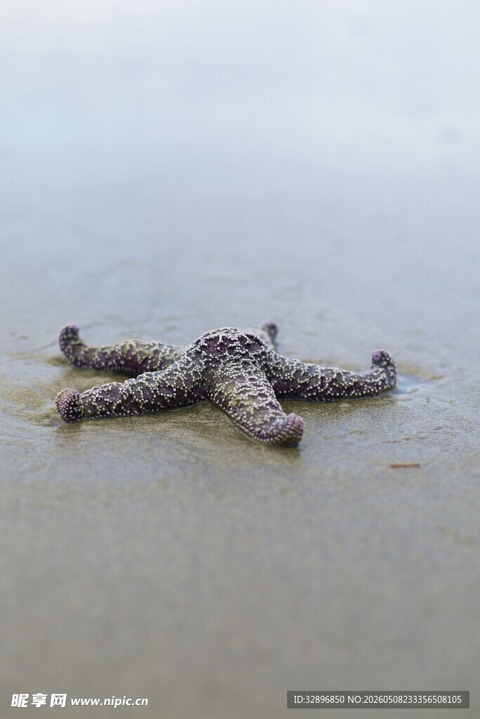 沙滩上的海星