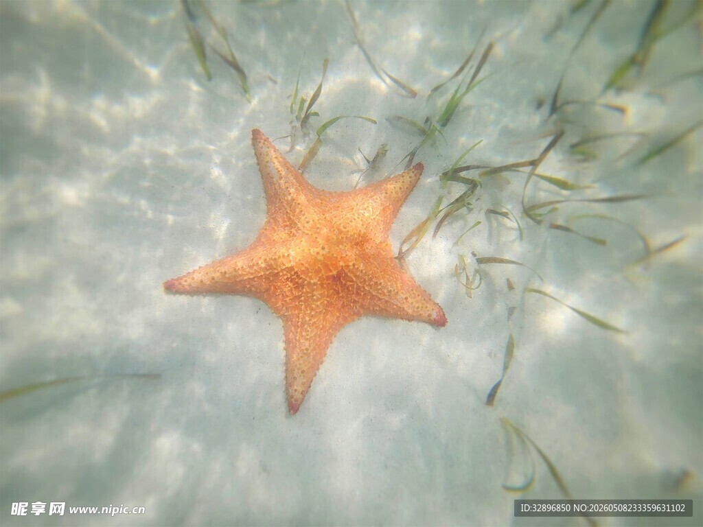 水中的橙色海星