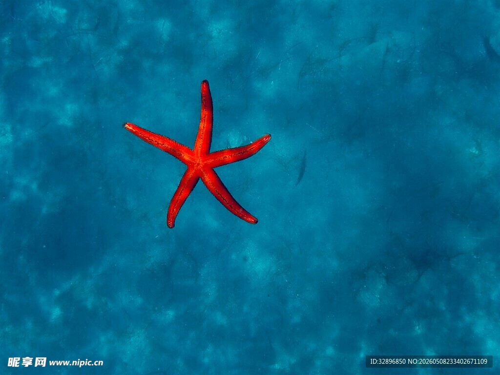 蓝色海水中的红色海星