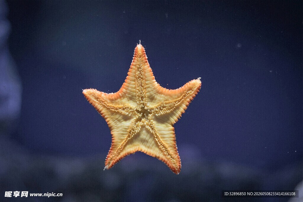 海中的金色海星