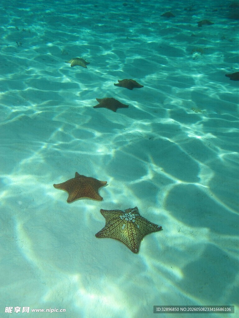 清澈海水中的数颗海星
