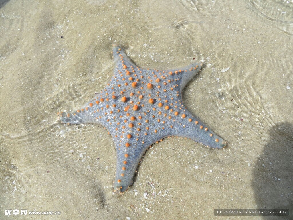 沙滩上的蓝色海星