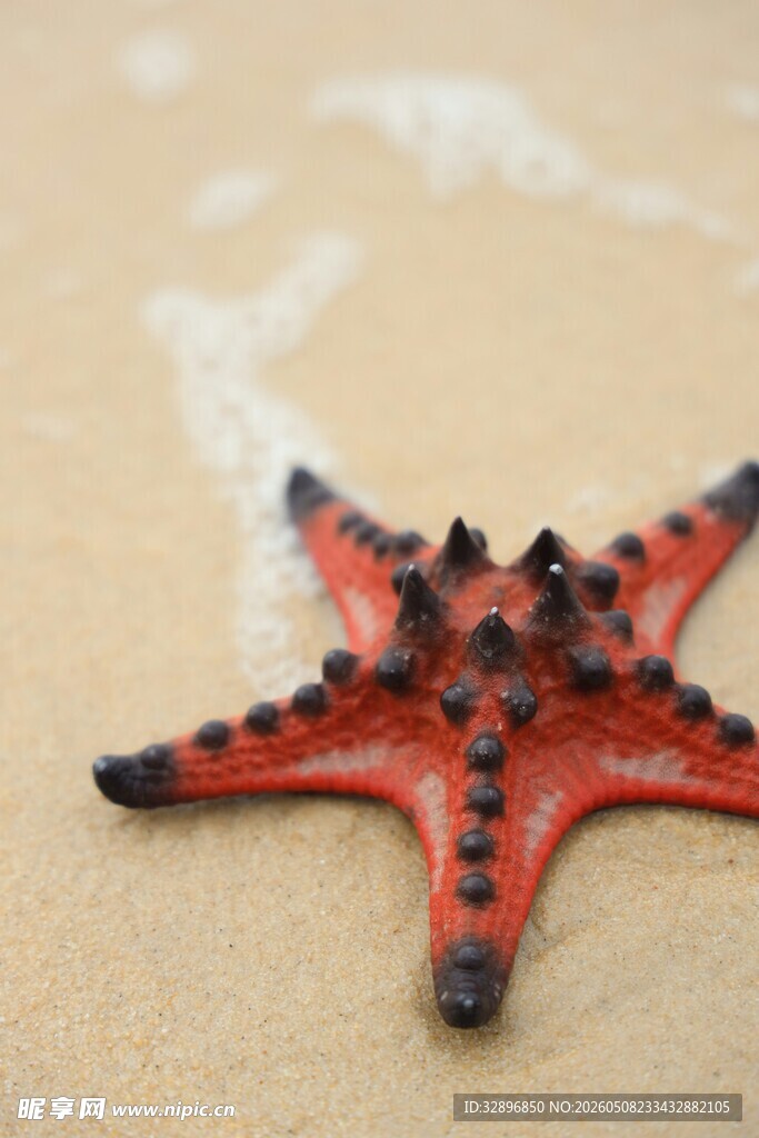 沙滩上的红色海星