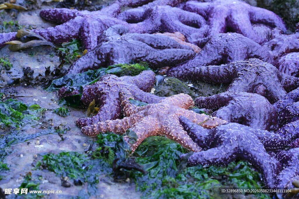海滩上的多彩海星