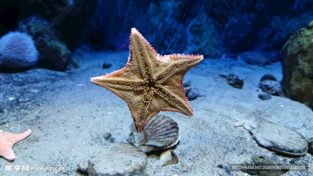 海底海星立于石上