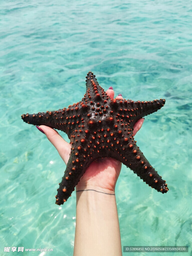 手捧海星于清澈海水中
