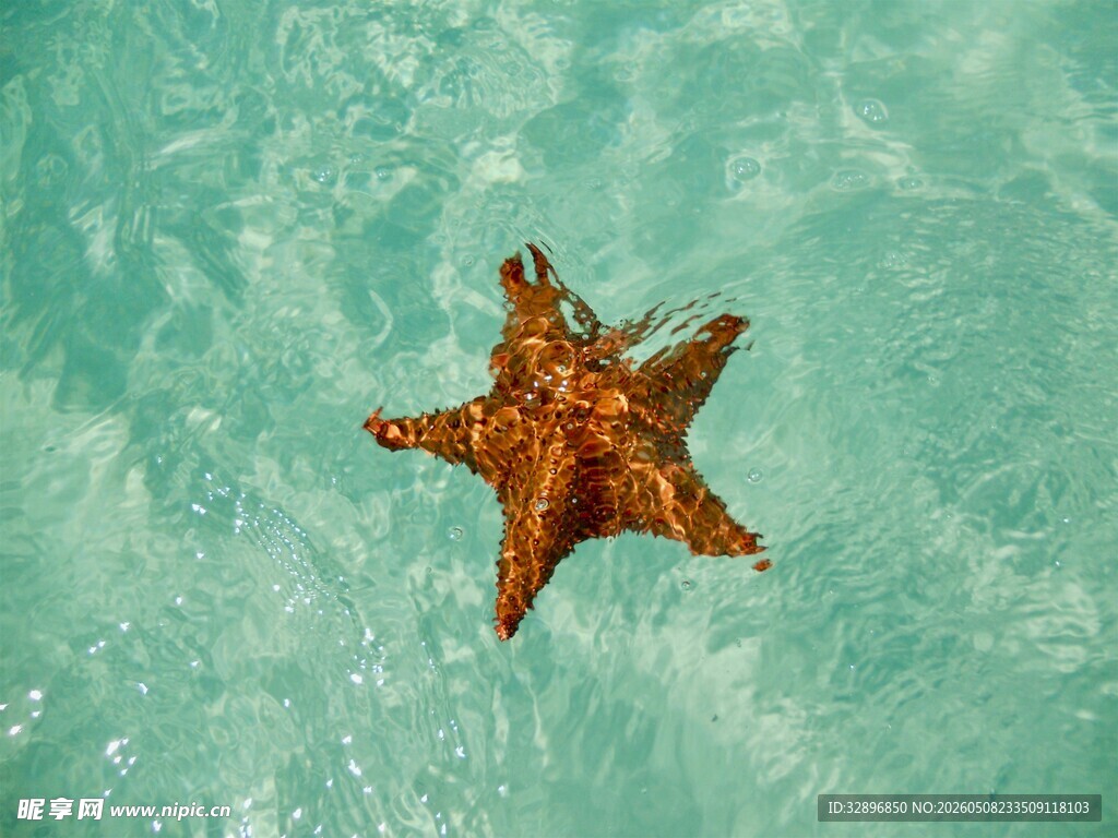 海水中的橙色海星