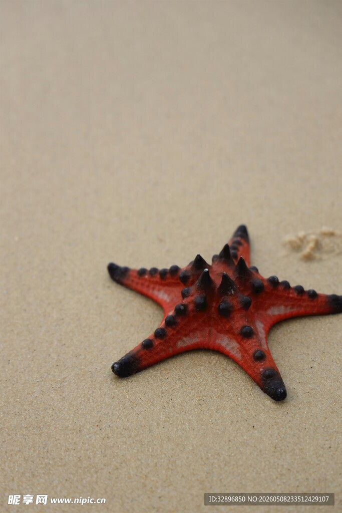 沙滩上的红色海星