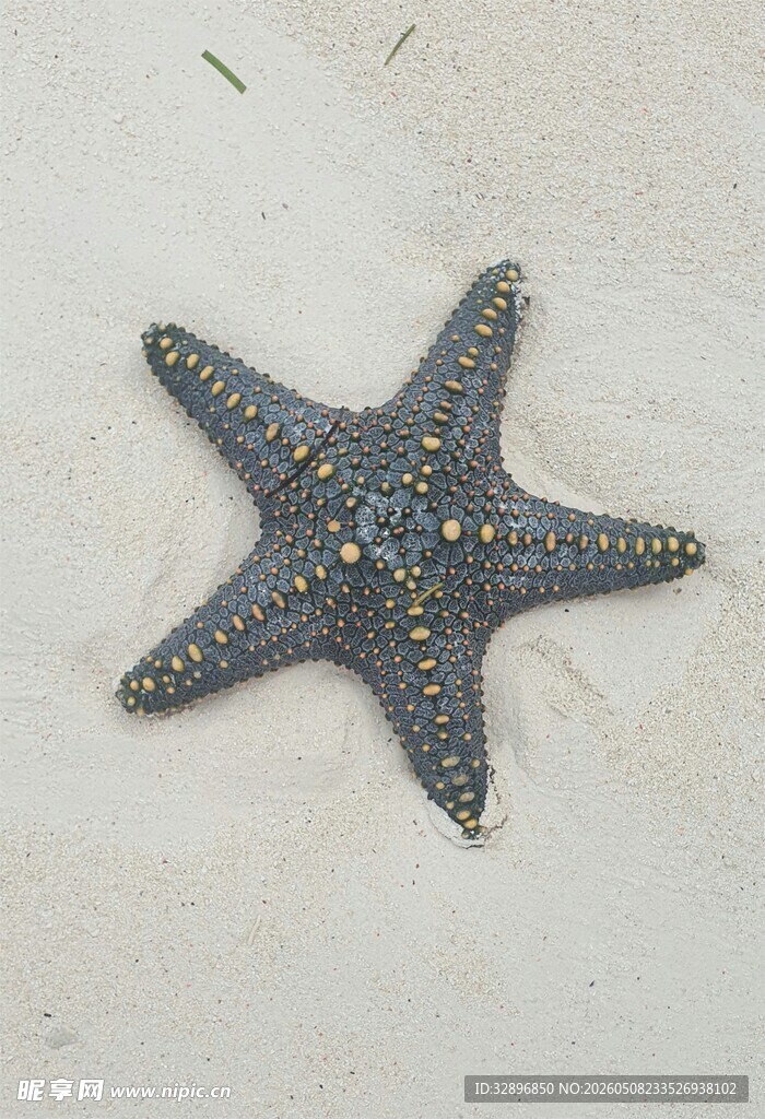 沙滩上的灰色海星