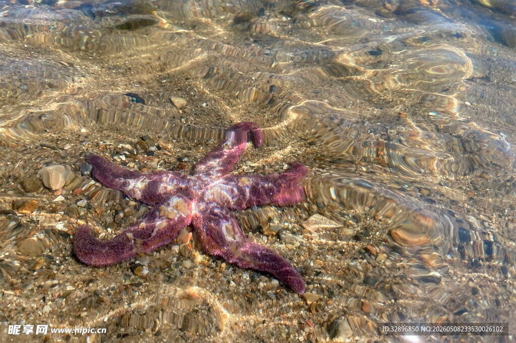 浅水中的彩色海星