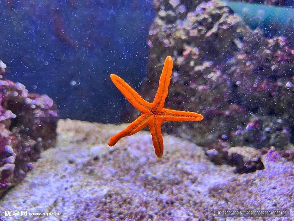海底橙色海星
