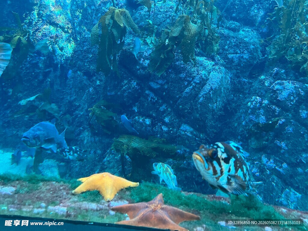 海底世界的多彩海星与鱼