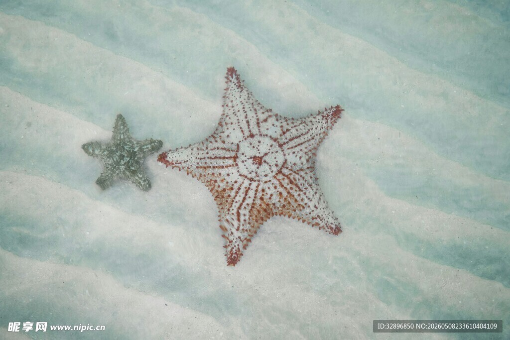海面上的两只海星