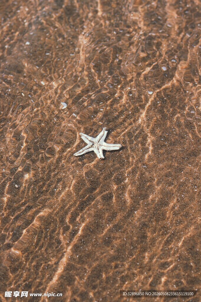 沙滩上的孤独海星