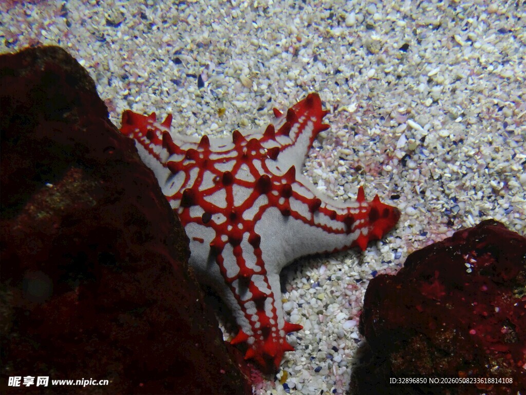 礁石旁的红色海星