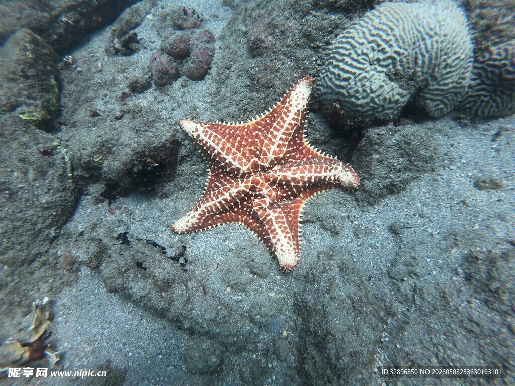 海底海星与珊瑚景观
