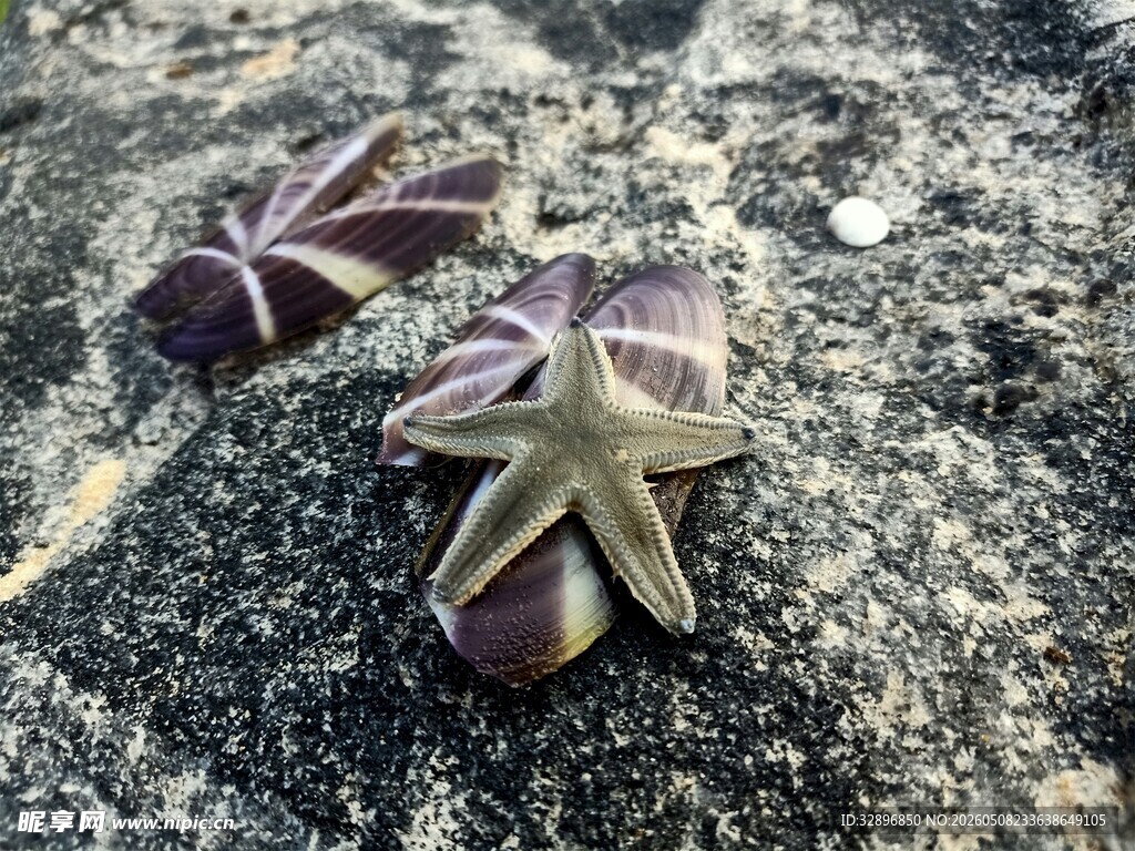 沙滩上的多彩海星