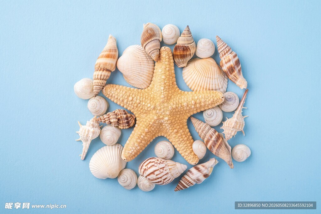 海星与贝壳的海洋组合