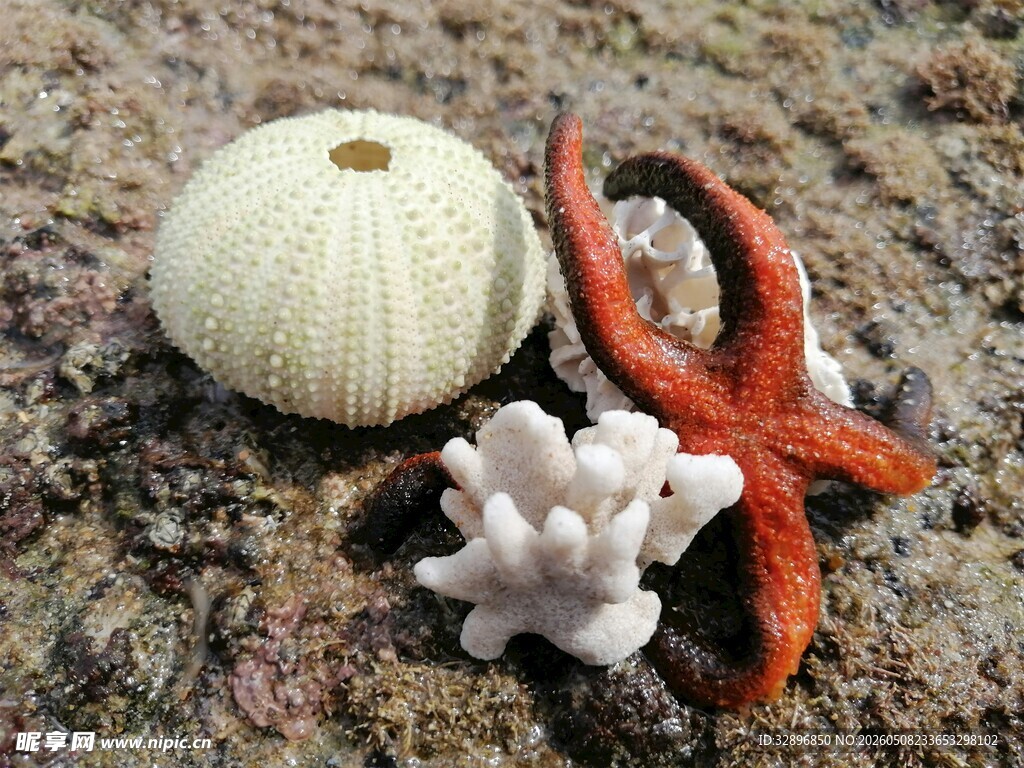 海边贝壳海星珊瑚小景