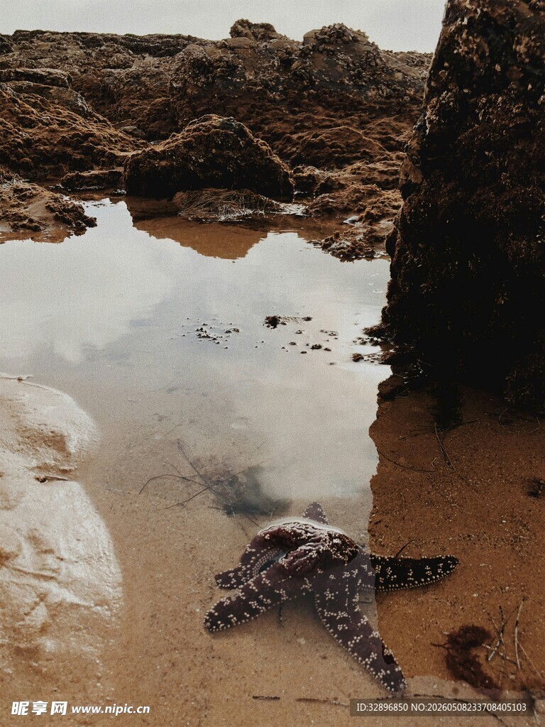 沙滩水洼中的海星
