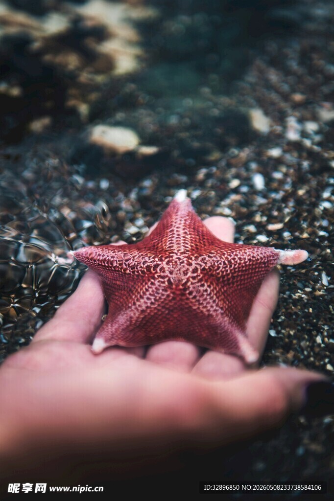 掌心的海星