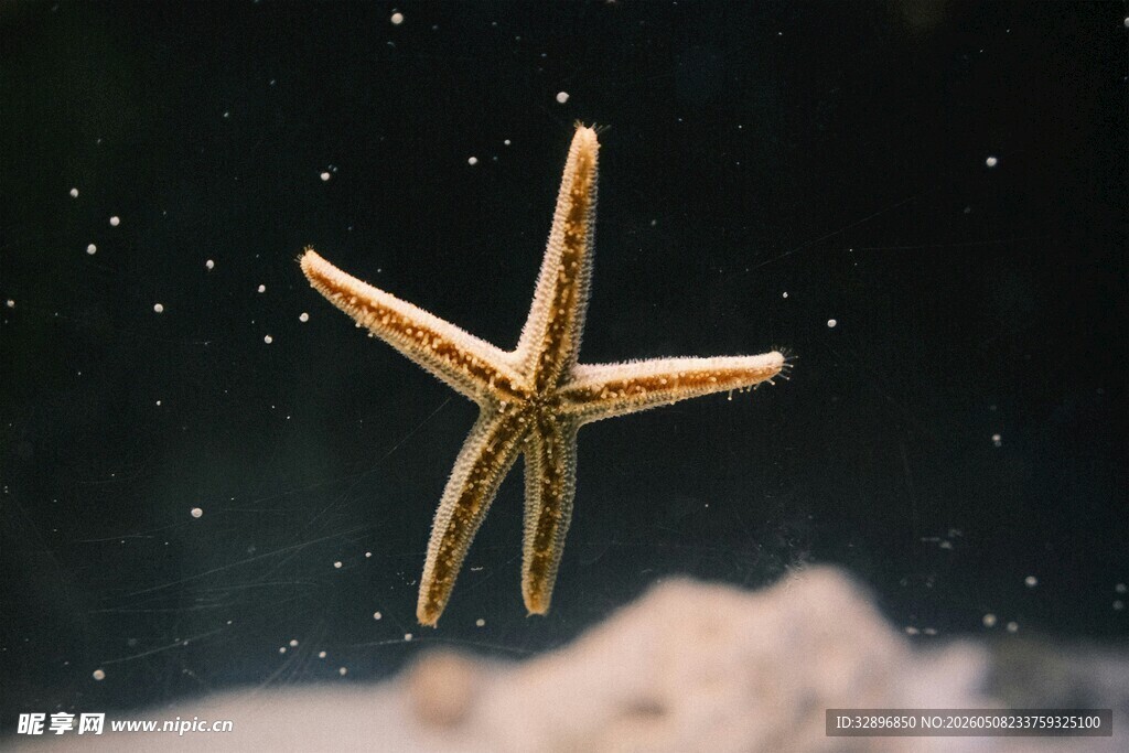 水中海星特写