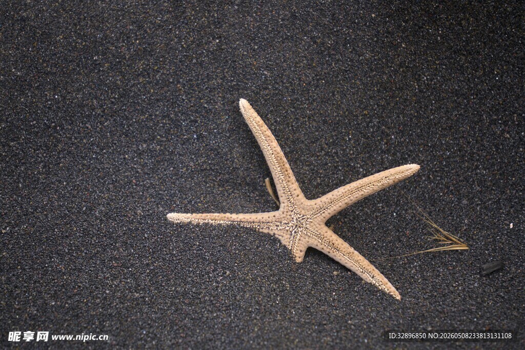 沙滩上的海星