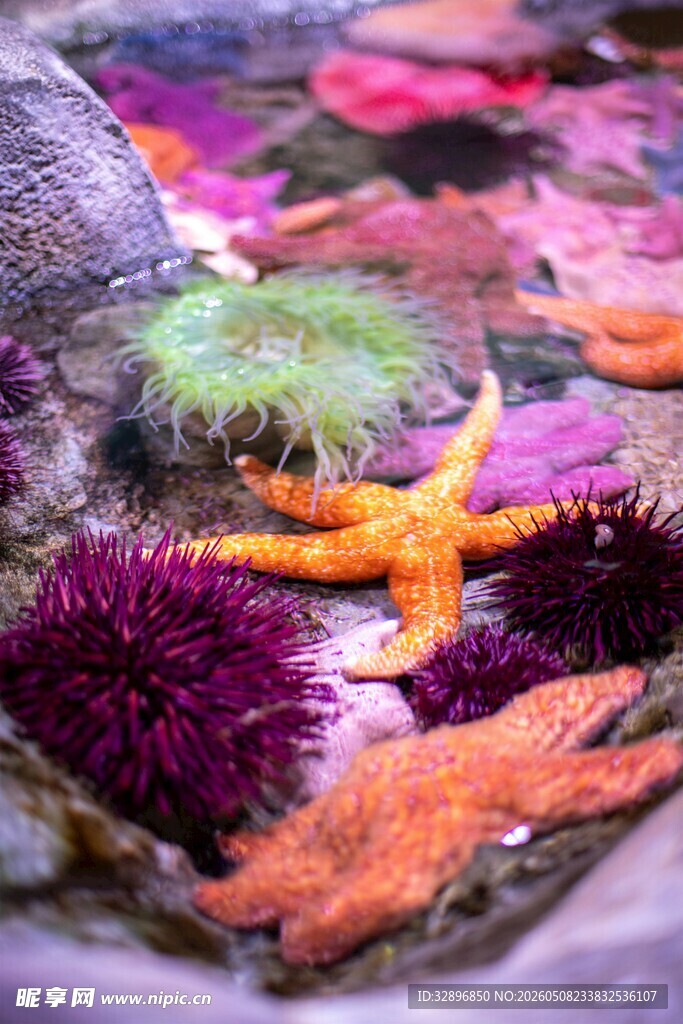多彩海底生物特写