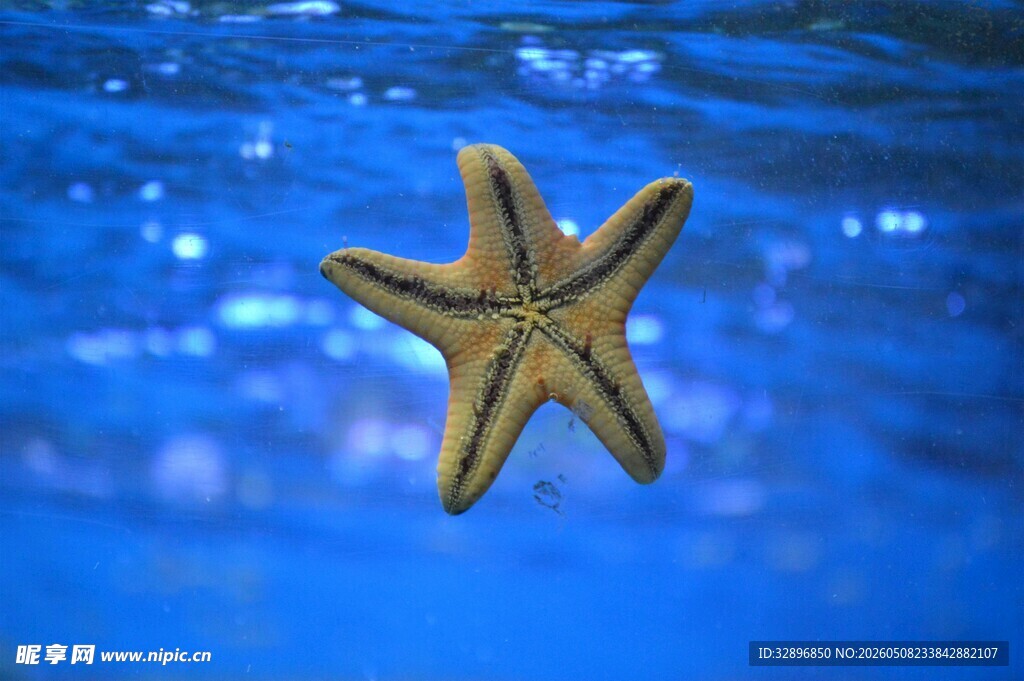 蓝色背景中的金色海星