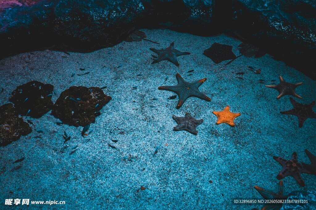 海底多彩海星景象