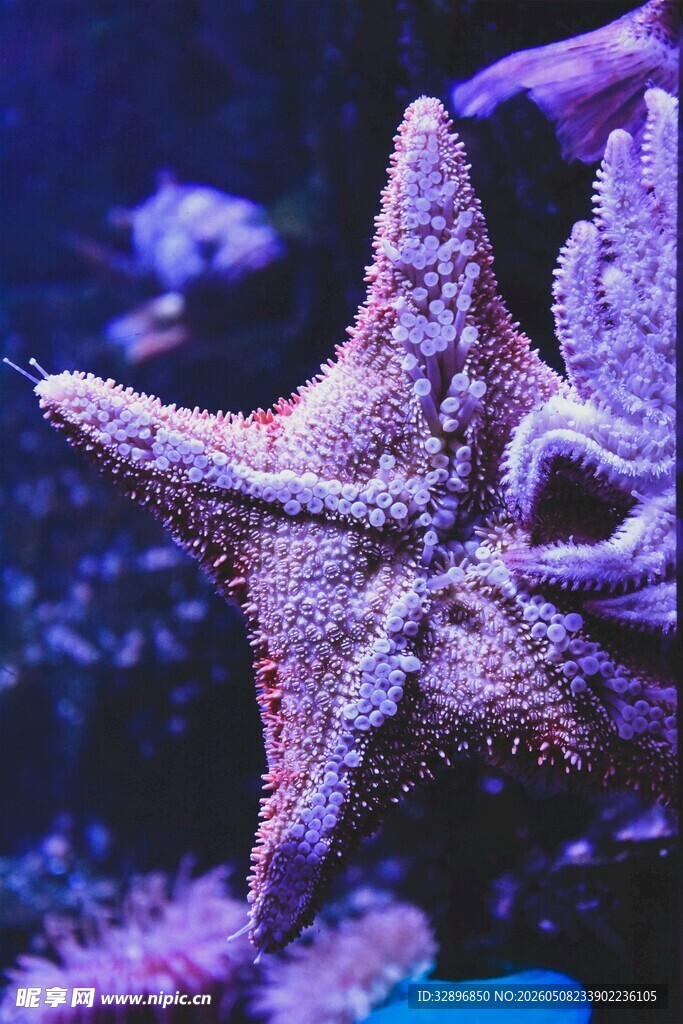 海底世界的美丽海星