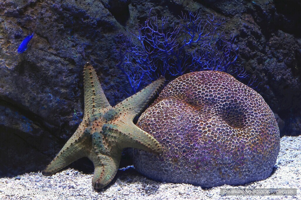 海星与海盘在沙中相依