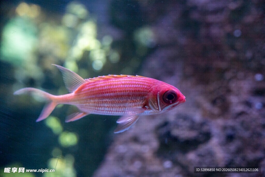 粉红小鱼悠游于水族缸中