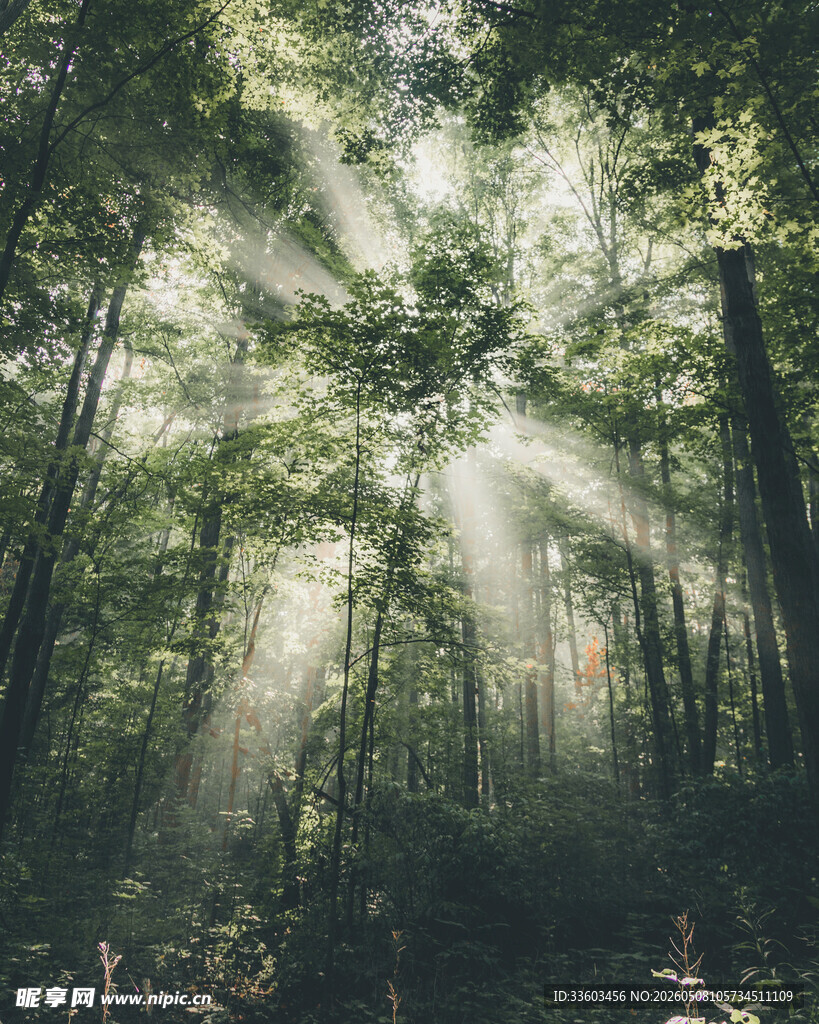 林间阳光洒落的静谧美景