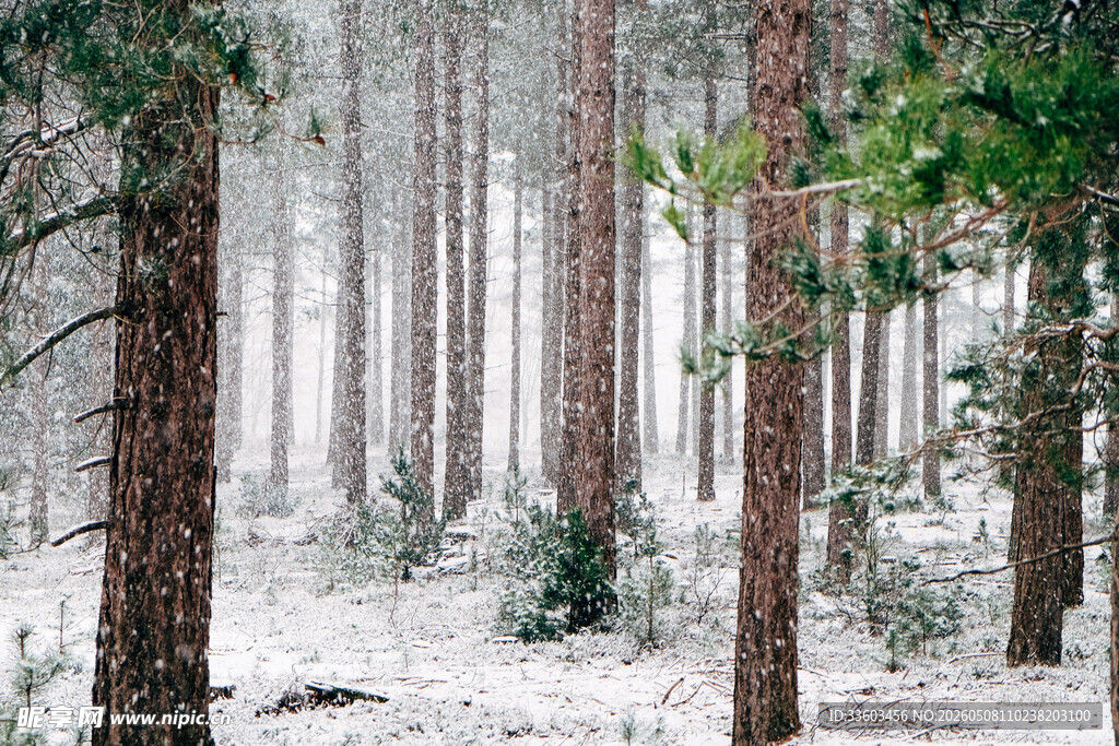 雪覆松林美景