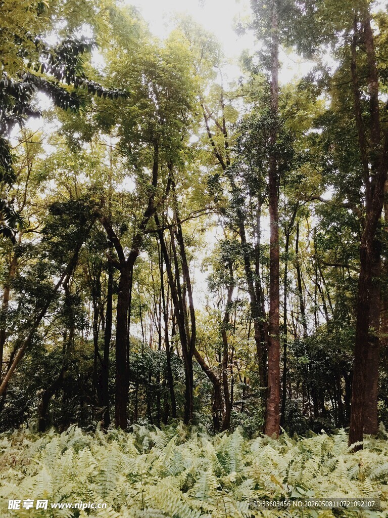 茂密森林中的繁茂植被