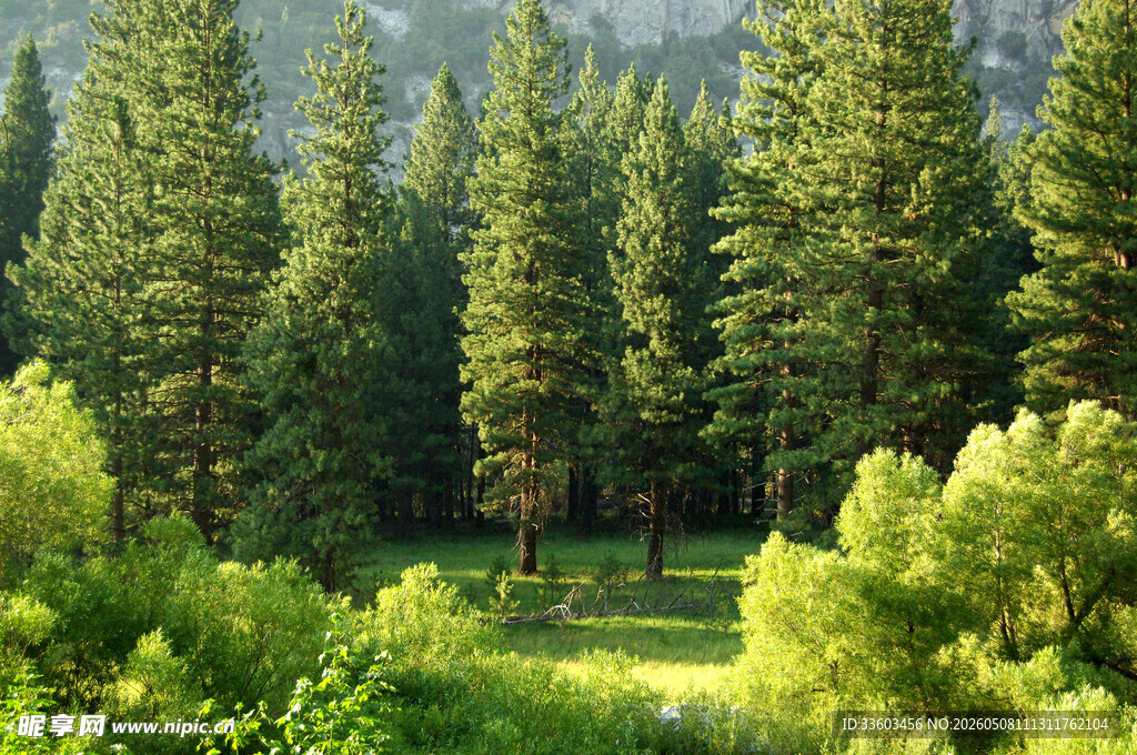 翠绿山林间的清新自然景
