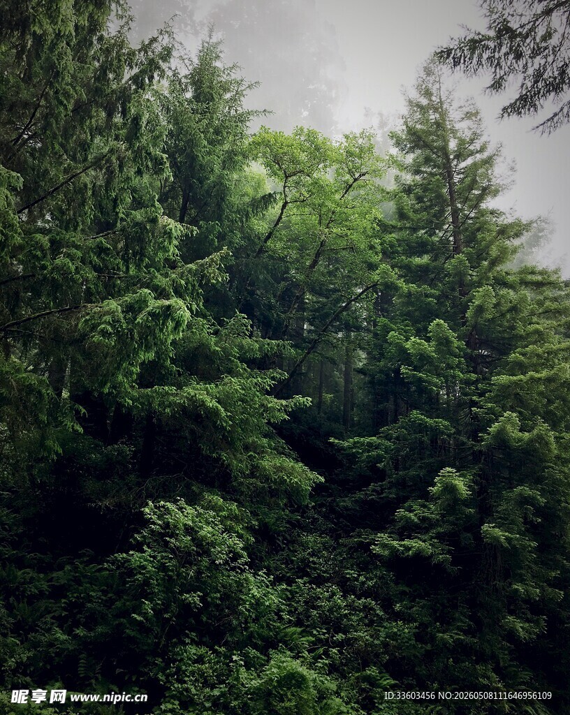 茂密葱郁的森林景象