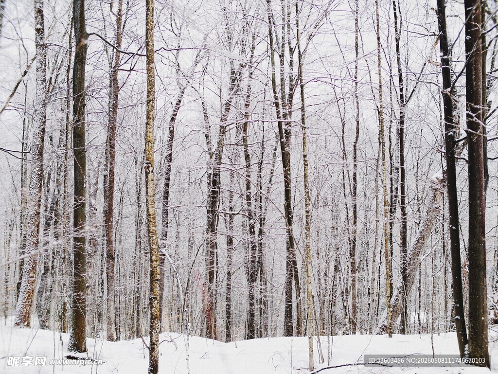冬日雪覆树林美景