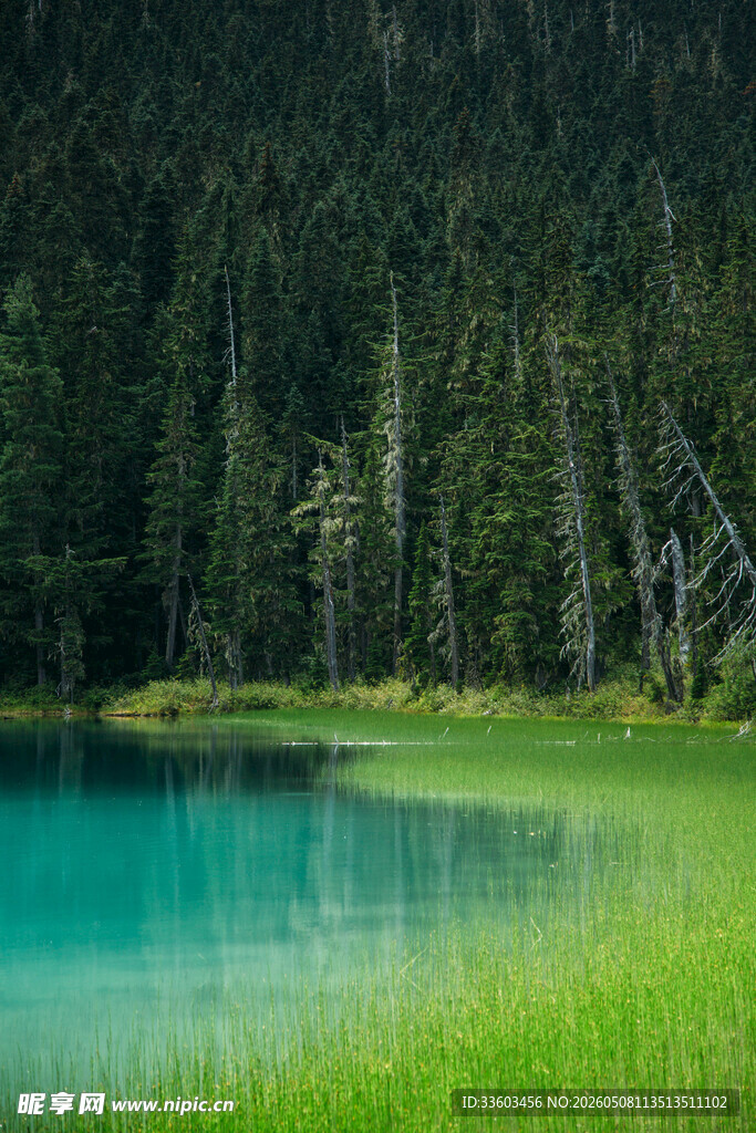 湖畔森林的静谧自然美景