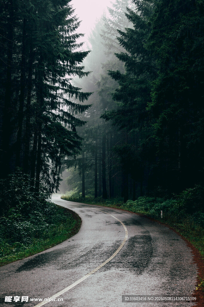 雾中蜿蜒的森林道路