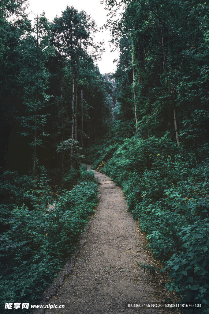林间小径